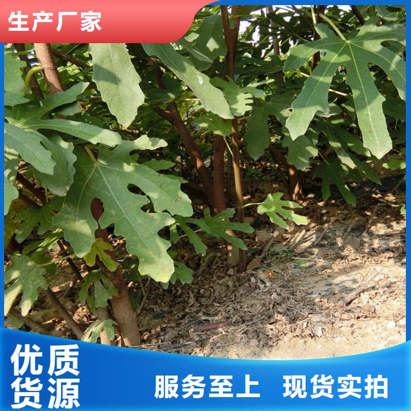 源頭廠家直供，無(wú)花果桃樹(shù)苗支持來(lái)圖定制，網(wǎng)絡(luò)銷(xiāo)售開(kāi)啟新篇章